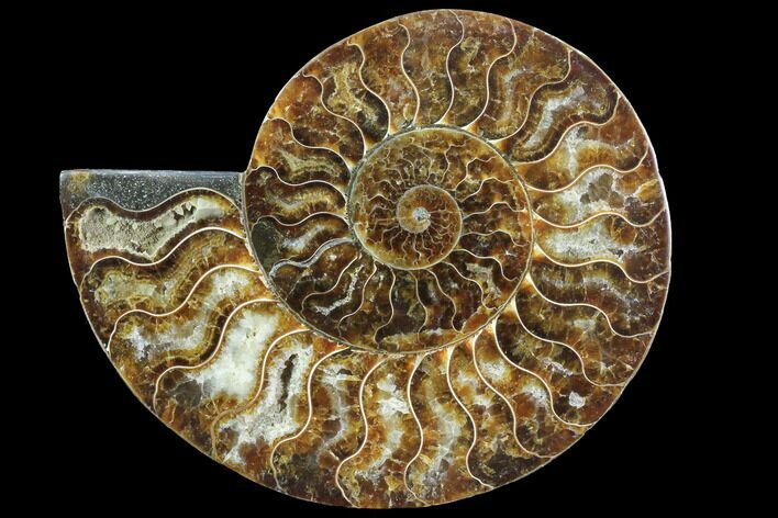 Agatized Ammonite Fossil (Half) - Agatized #91174